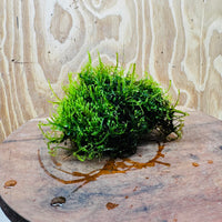 Pisces Enterprises One Only Moss Rock Lava Creation - Flame Moss and Java Moss - One Only - Herman Moss Rock Lava Creation - Flame Moss and Java Moss - One Only - Herman