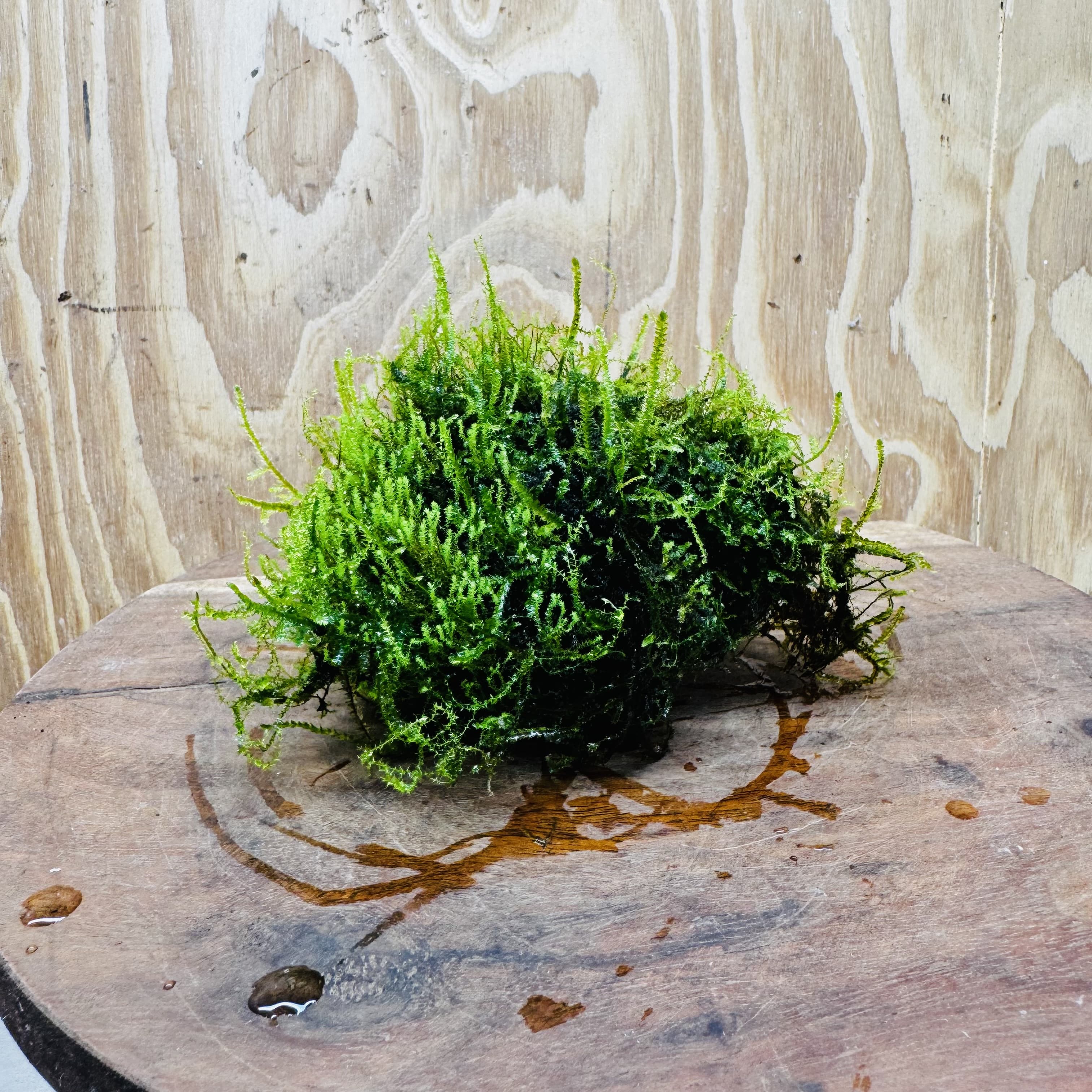 Pisces Enterprises One Only Moss Rock Lava Creation - Flame Moss and Java Moss - One Only - Herman Moss Rock Lava Creation - Flame Moss and Java Moss - One Only - Herman