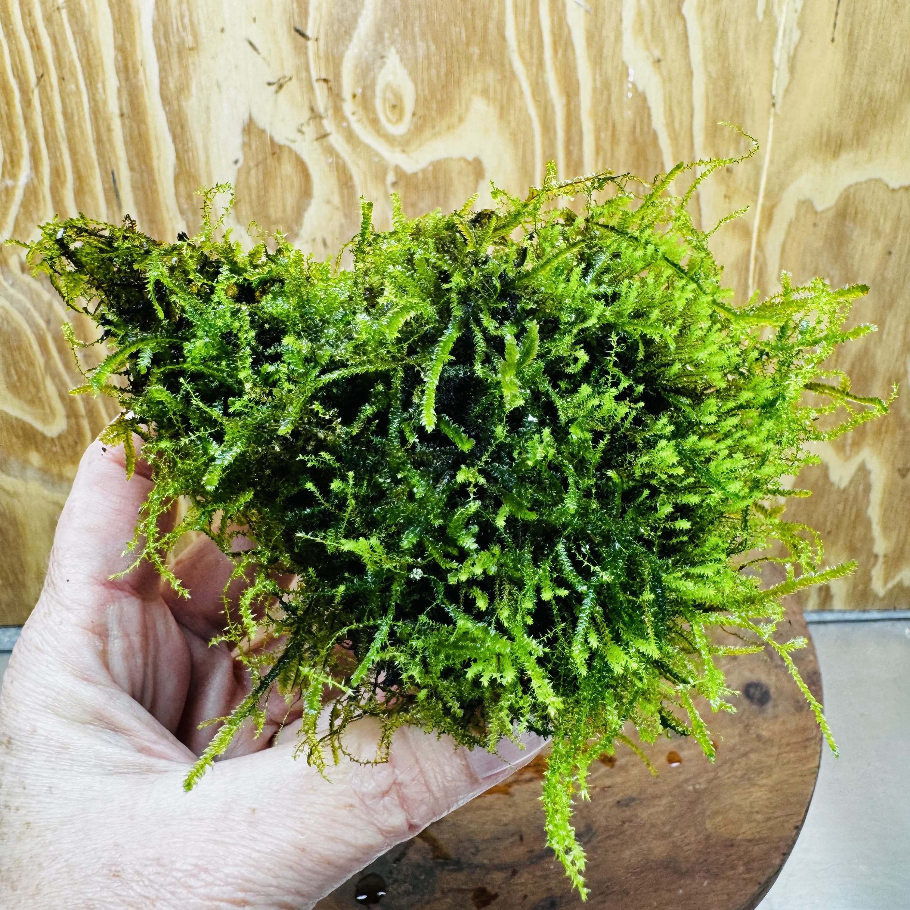 Pisces Enterprises One Only Moss Rock Lava Creation - Flame Moss and Java Moss - One Only - Herman Moss Rock Lava Creation - Flame Moss and Java Moss - One Only - Herman