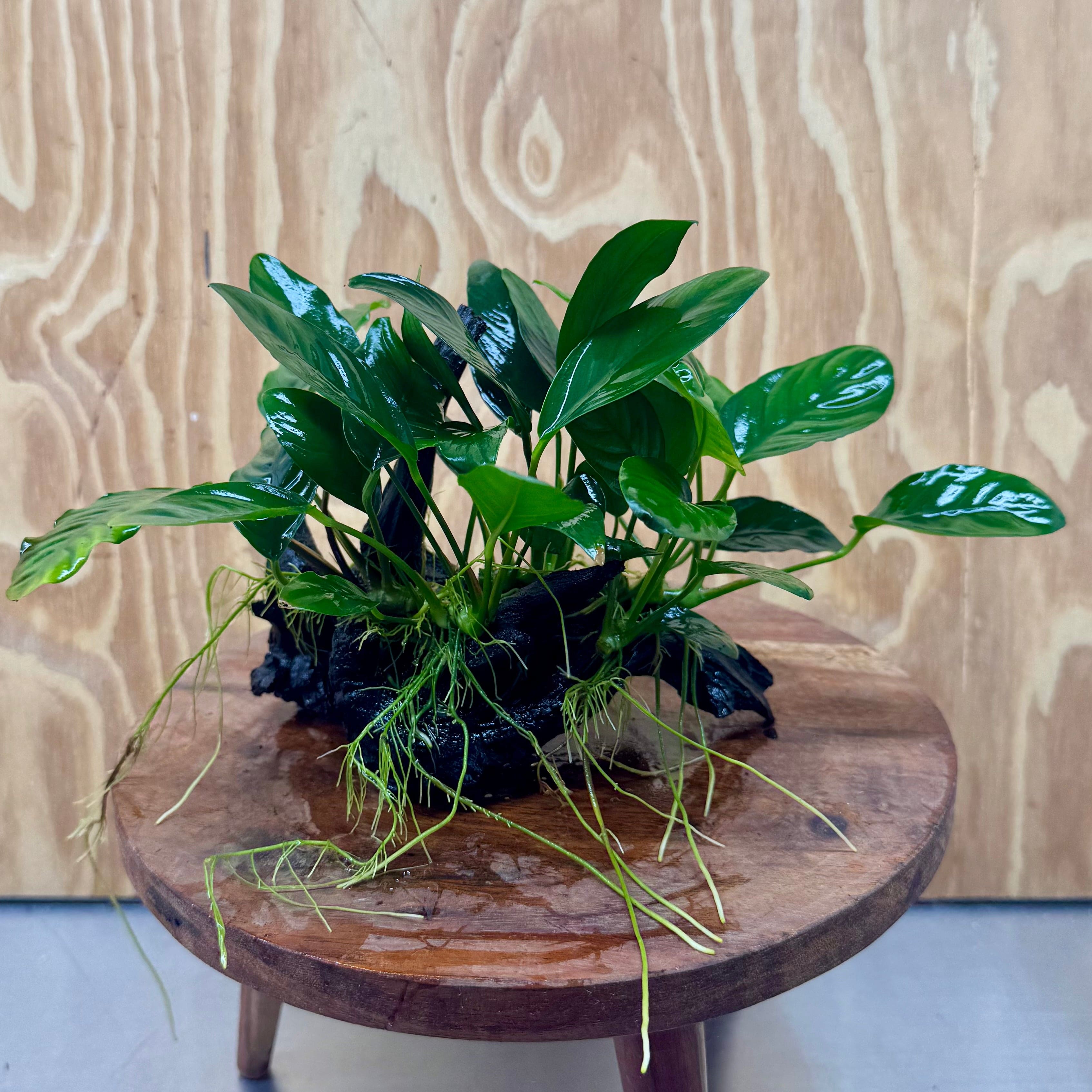 Pisces Enterprises One Only Nano Rainforest Driftwood Creation - One Only - Awesome Nano Rainforest Driftwood Creation - One Only - Awesome
