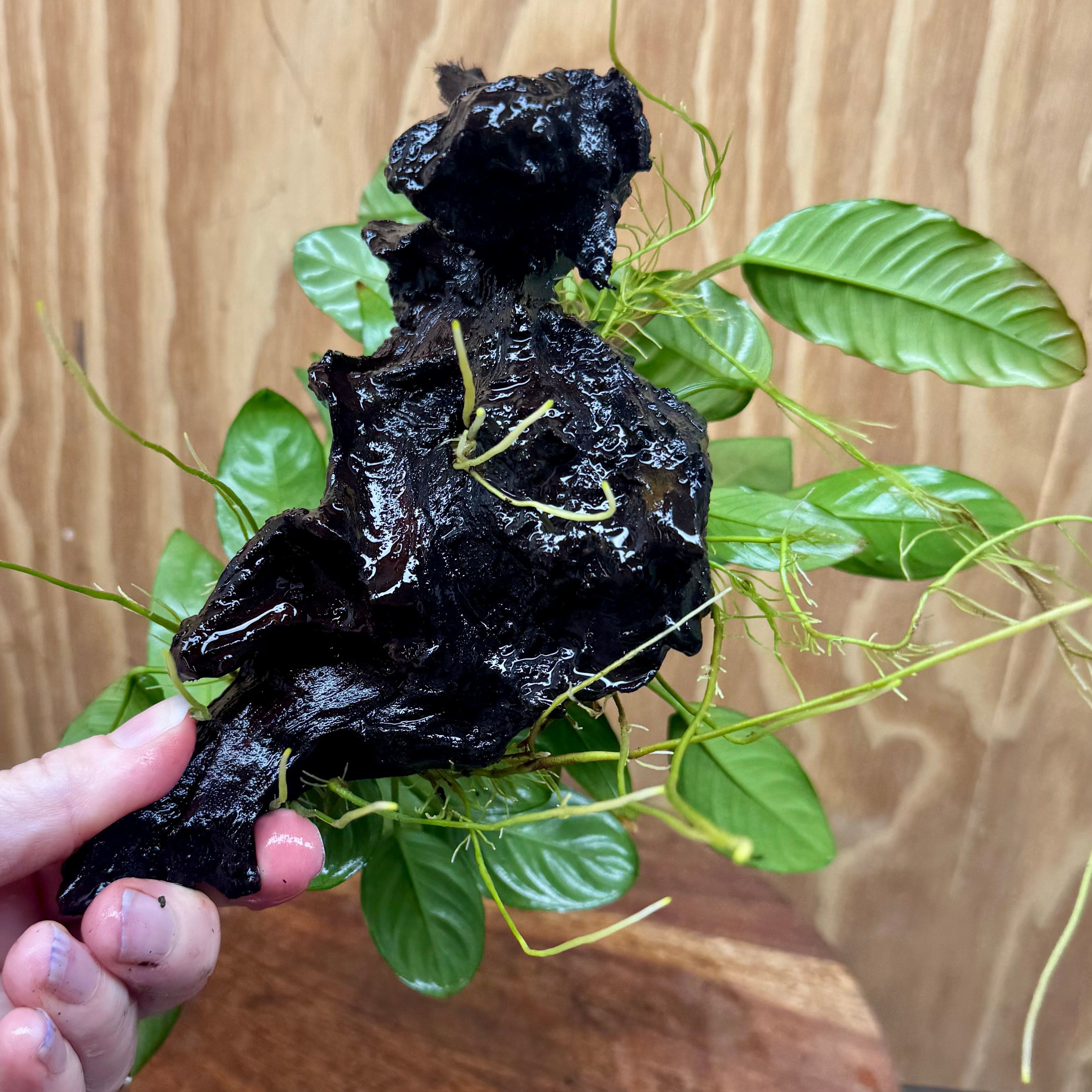 Pisces Enterprises One Only Nano Rainforest Driftwood Creation - One Only - Awesome Nano Rainforest Driftwood Creation - One Only - Awesome