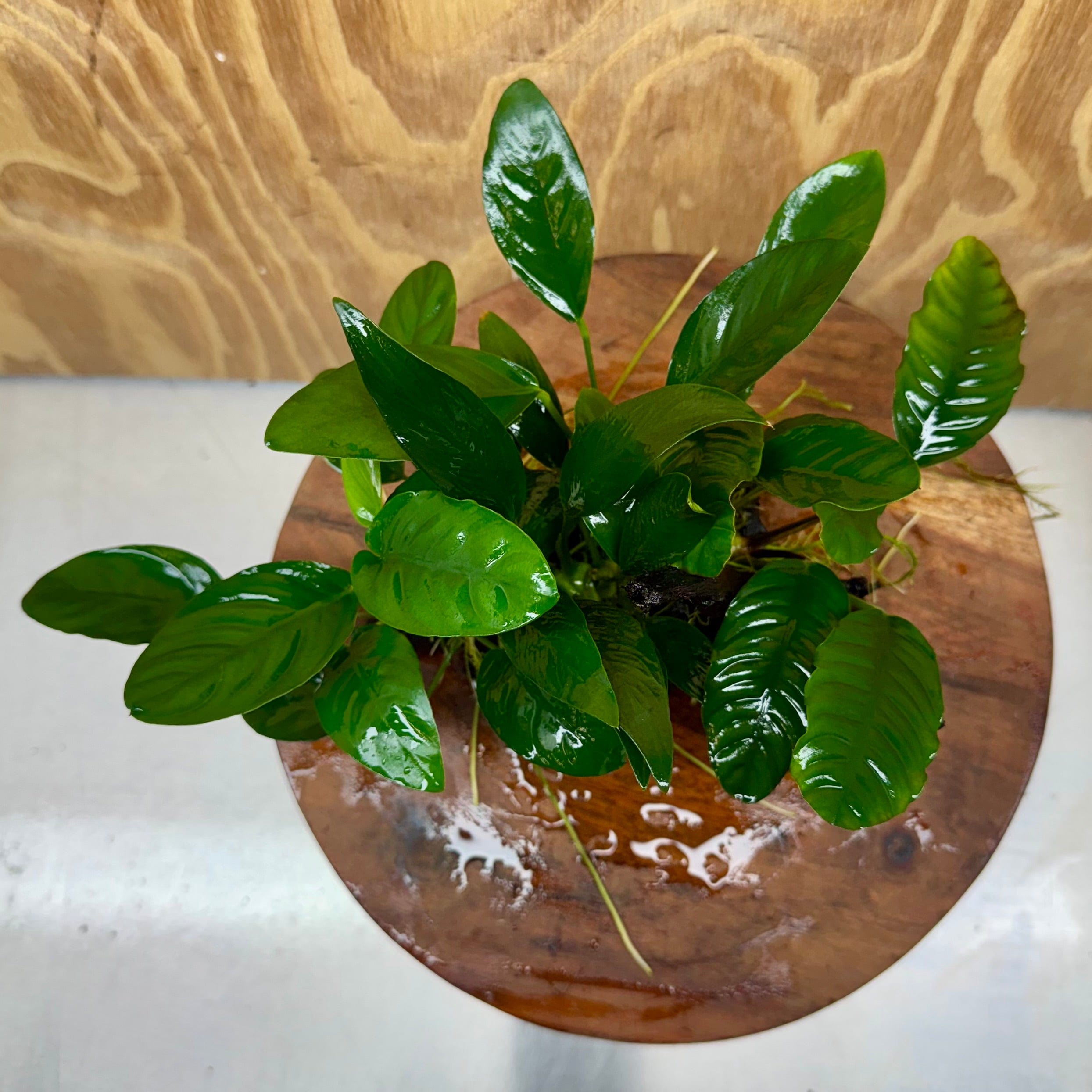 Pisces Enterprises One Only Nano Rainforest Driftwood Creation - One Only - Awesome Nano Rainforest Driftwood Creation - One Only - Awesome