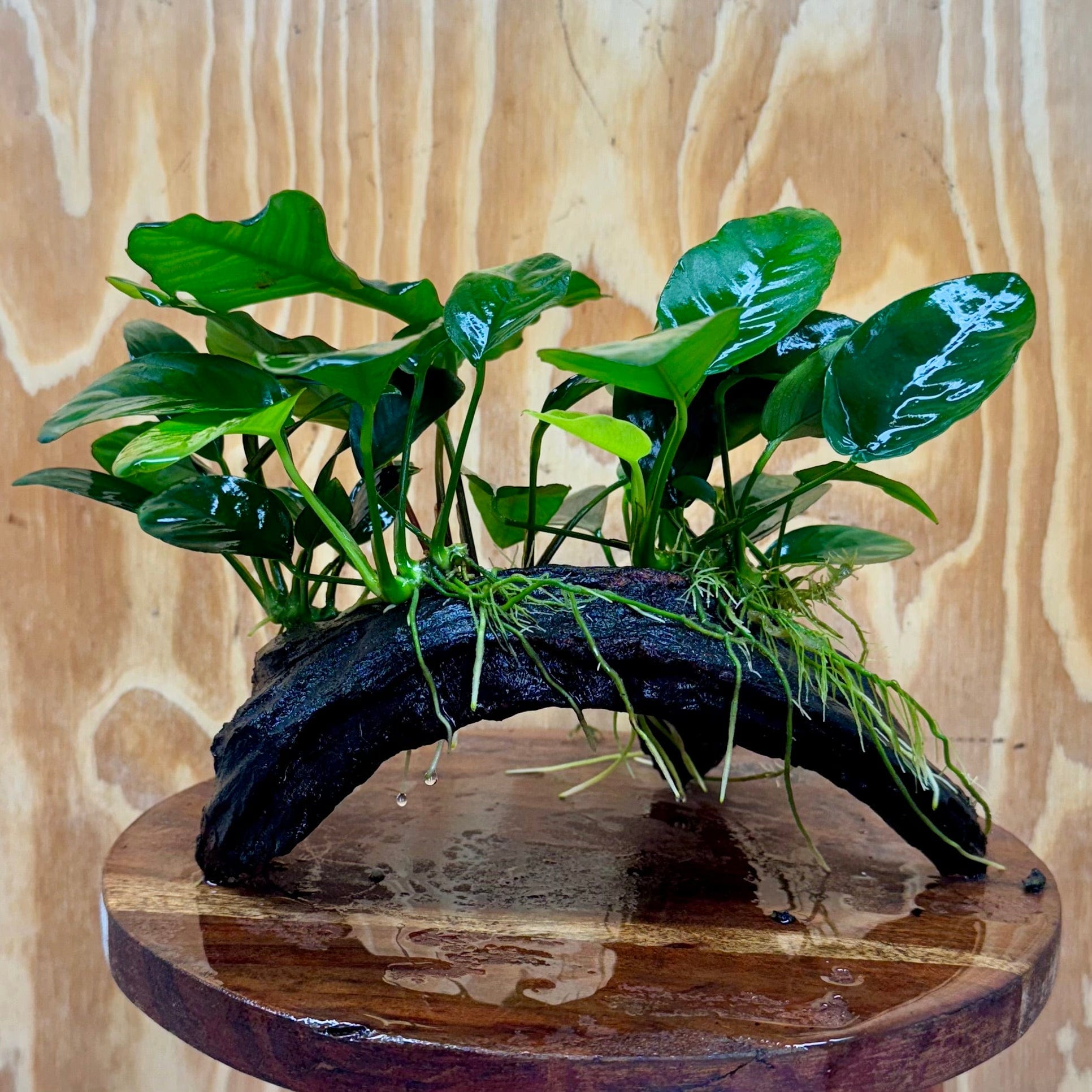 Pisces Enterprises One Only Nano Rainforest Driftwood Creation - One Only - Awesome Nano Rainforest Driftwood Creation - One Only - Awesome