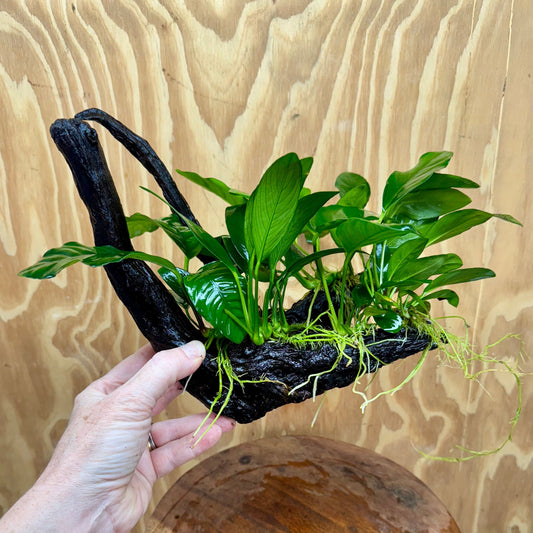 Pisces Enterprises One Only Nano Rainforest Driftwood Creation - One Only - Awesome Nano Rainforest Driftwood Creation - One Only - Awesome