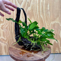 Pisces Enterprises One Only Nano Rainforest Driftwood Creation - One Only - Awesome Nano Rainforest Driftwood Creation - One Only - Awesome