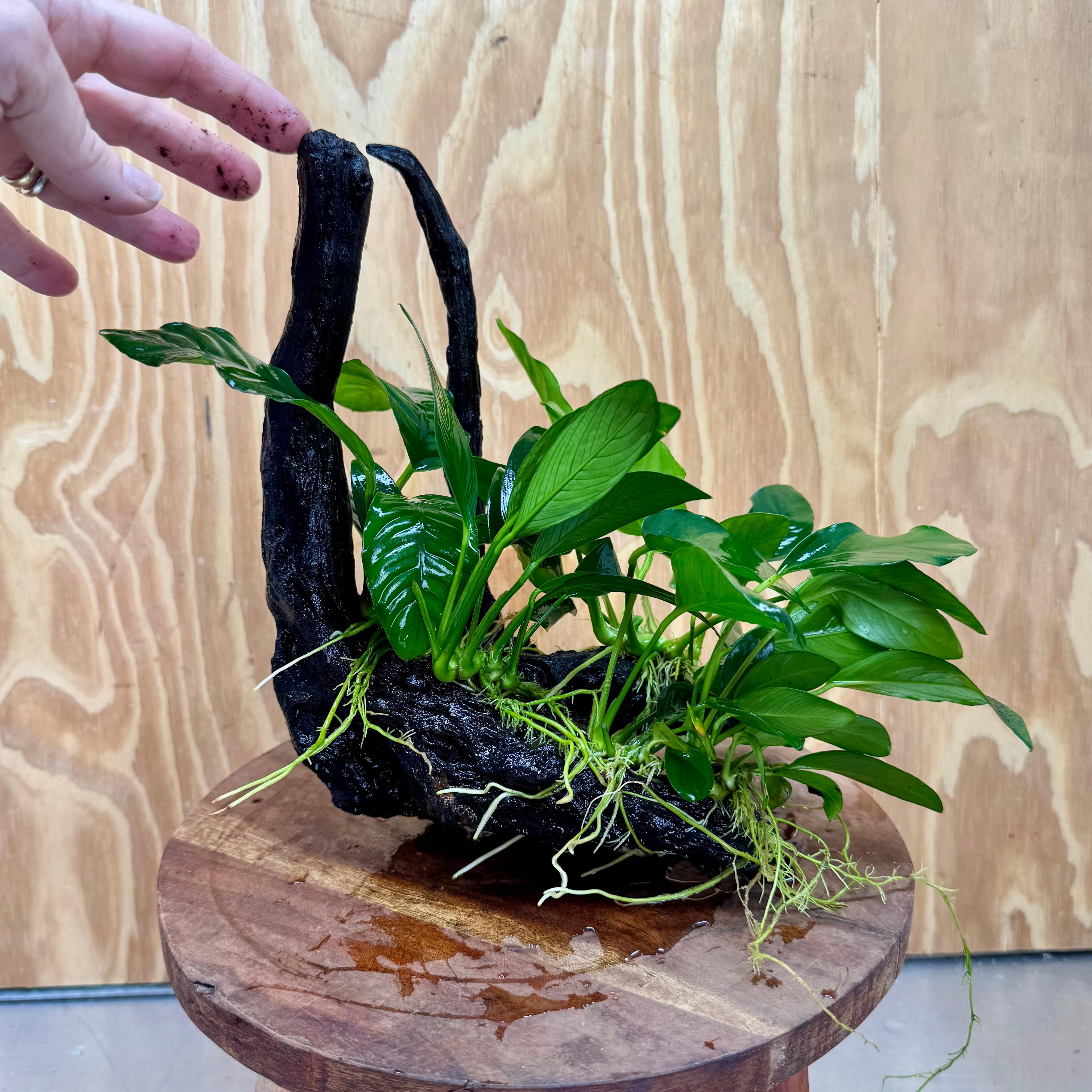 Pisces Enterprises One Only Nano Rainforest Driftwood Creation - One Only - Awesome Nano Rainforest Driftwood Creation - One Only - Awesome