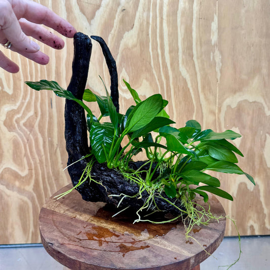 Pisces Enterprises One Only Nano Rainforest Driftwood Creation - One Only - Awesome Nano Rainforest Driftwood Creation - One Only - Awesome