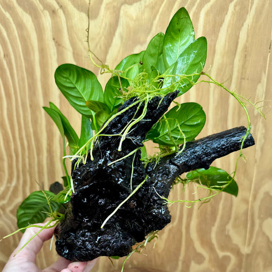 Pisces Enterprises One Only Nano Rainforest Driftwood Creation - One Only - Awesome Nano Rainforest Driftwood Creation - One Only - Awesome