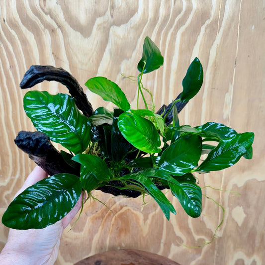 Pisces Enterprises One Only Nano Rainforest Driftwood Creation - One Only - Awesome Nano Rainforest Driftwood Creation - One Only - Awesome
