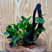Pisces Enterprises One Only Nano Rainforest Driftwood Creation - One Only - Awesome Nano Rainforest Driftwood Creation - One Only - Awesome