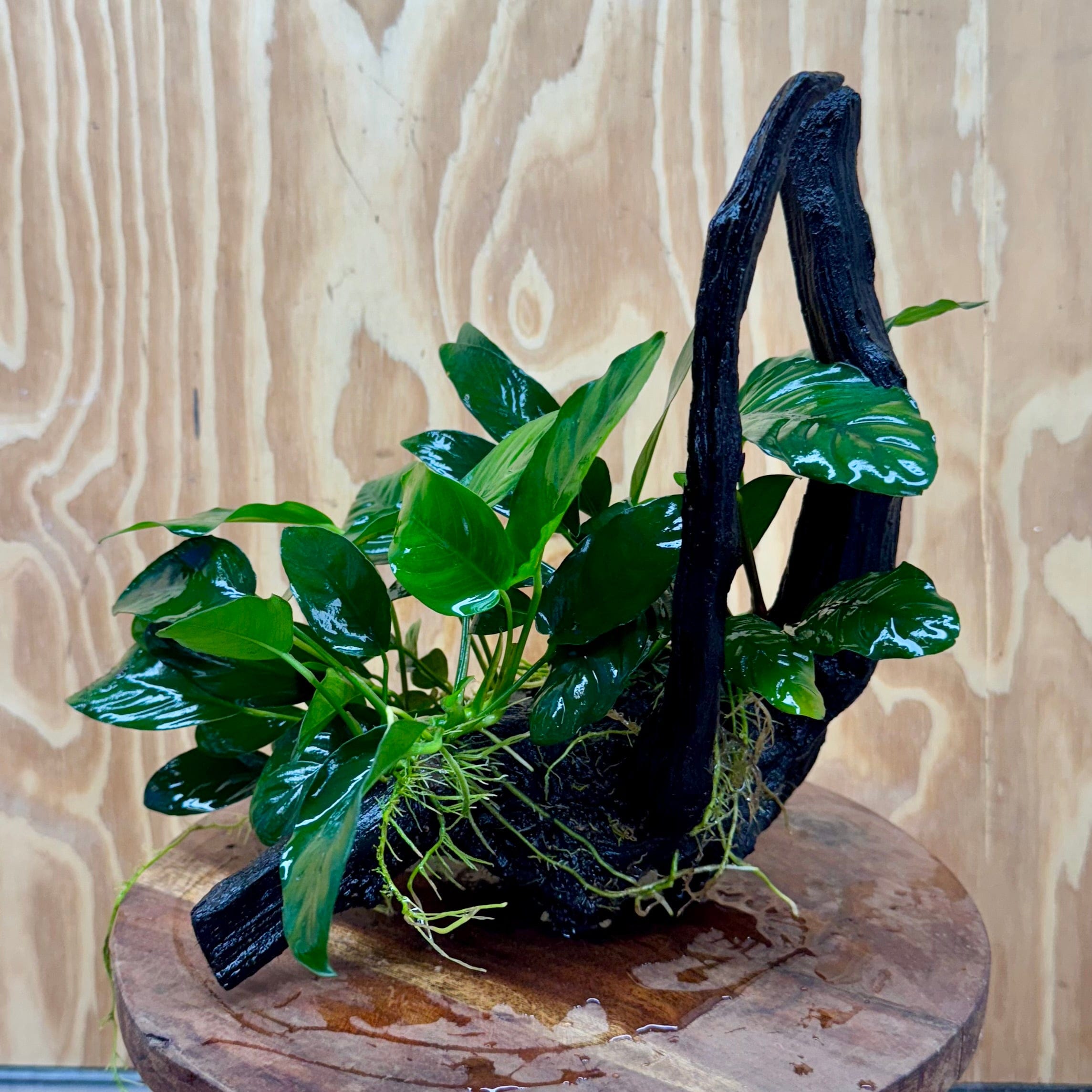 Pisces Enterprises One Only Nano Rainforest Driftwood Creation - One Only - Awesome Nano Rainforest Driftwood Creation - One Only - Awesome