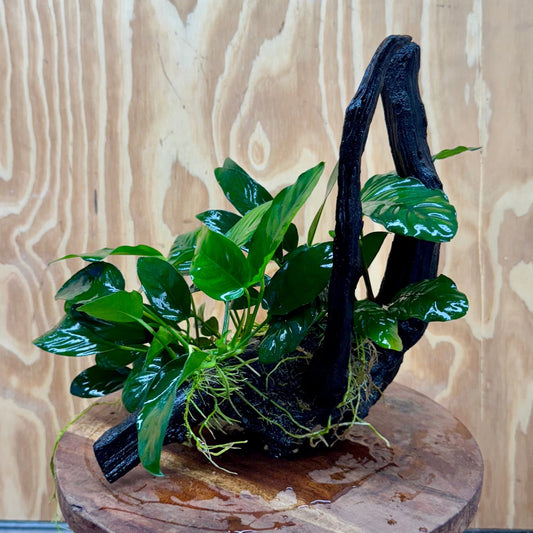 Pisces Enterprises One Only Nano Rainforest Driftwood Creation - One Only - Awesome Nano Rainforest Driftwood Creation - One Only - Awesome