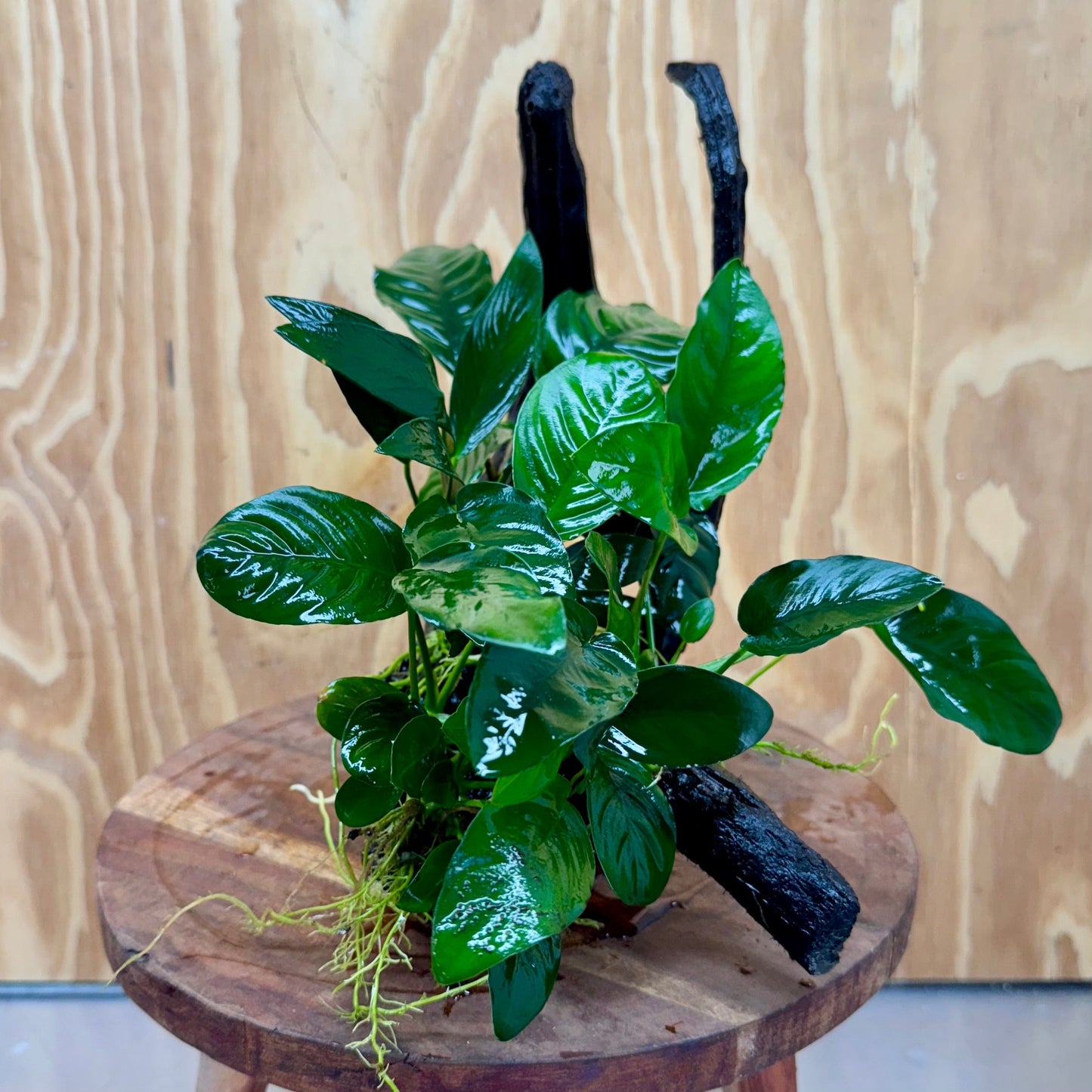 Pisces Enterprises One Only Nano Rainforest Driftwood Creation - One Only - Awesome Nano Rainforest Driftwood Creation - One Only - Awesome