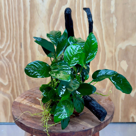 Pisces Enterprises One Only Nano Rainforest Driftwood Creation - One Only - Awesome Nano Rainforest Driftwood Creation - One Only - Awesome