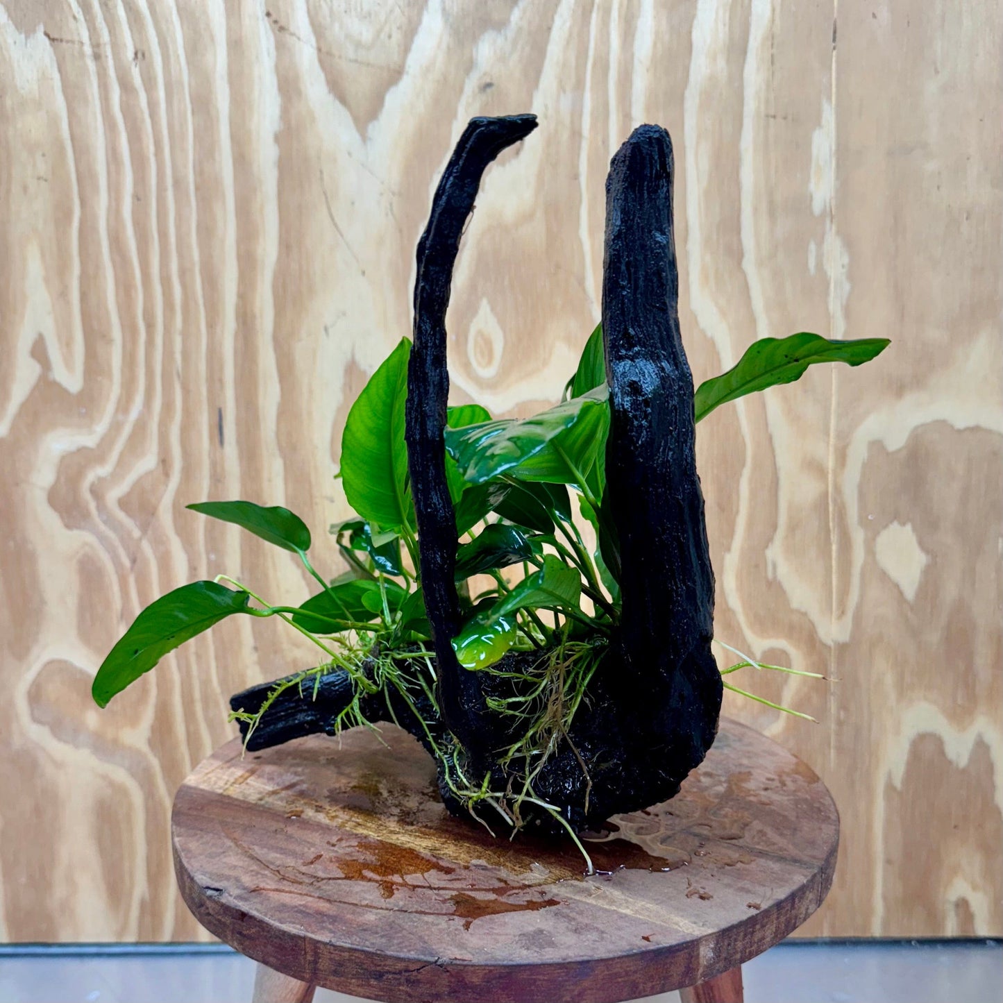 Pisces Enterprises One Only Nano Rainforest Driftwood Creation - One Only - Awesome Nano Rainforest Driftwood Creation - One Only - Awesome