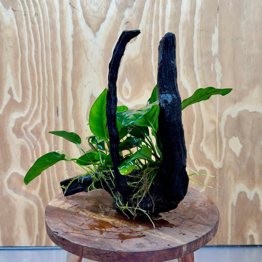 Pisces Enterprises One Only Nano Rainforest Driftwood Creation - One Only - Awesome Nano Rainforest Driftwood Creation - One Only - Awesome