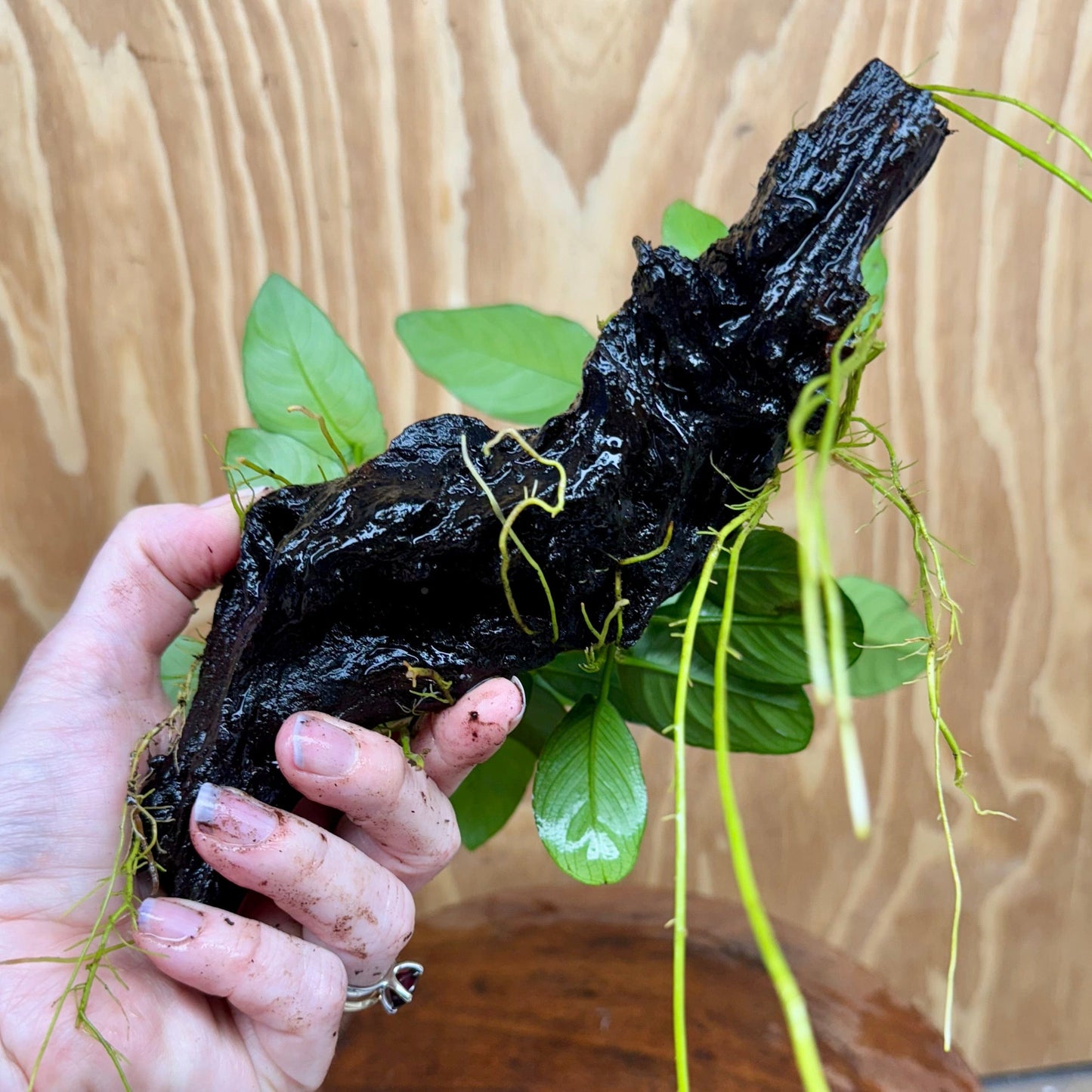 Pisces Enterprises One Only Nano Rainforest Driftwood Creation - One Only - Awesome Nano Rainforest Driftwood Creation - One Only - Awesome