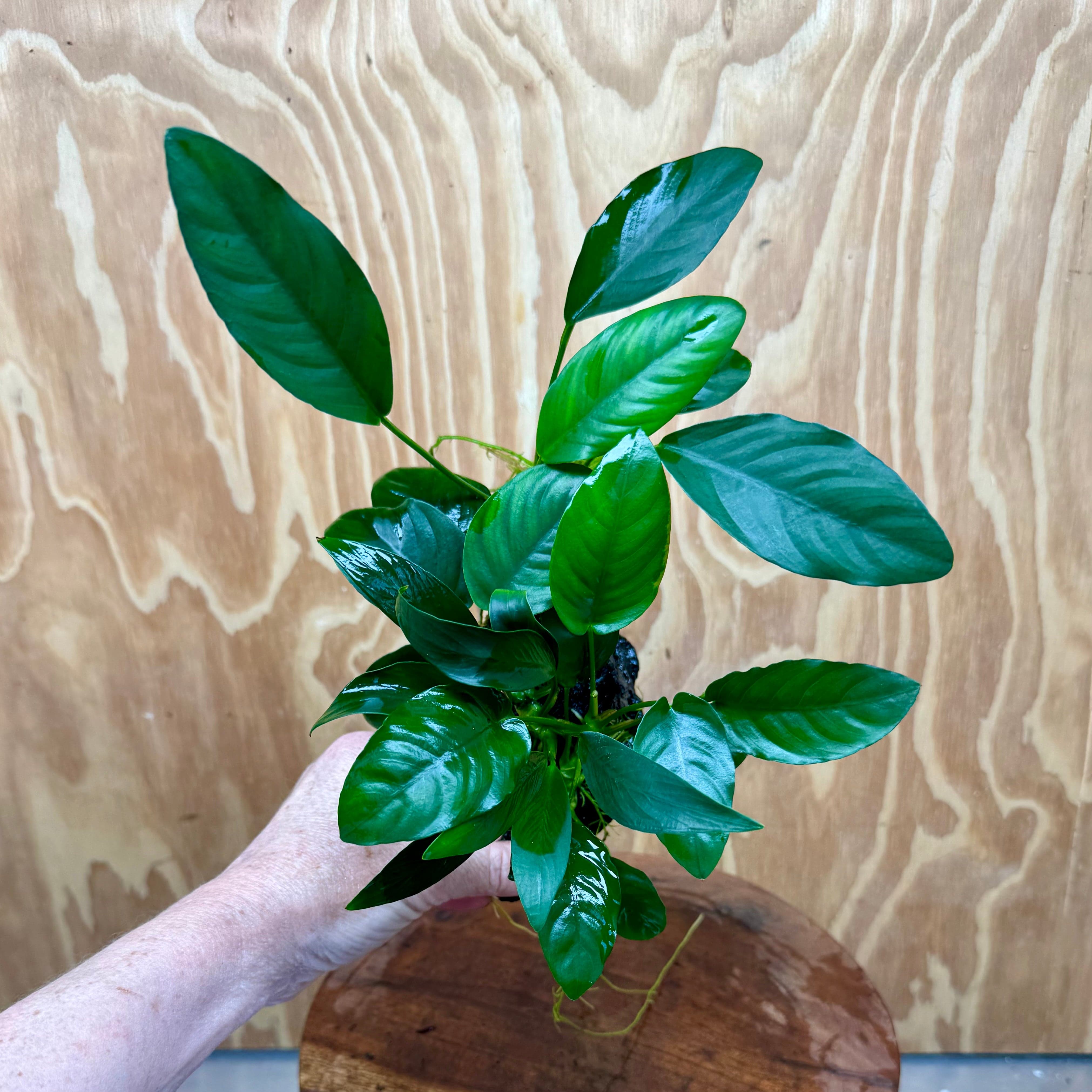 Pisces Enterprises One Only Nano Rainforest Driftwood Creation - One Only - Awesome Nano Rainforest Driftwood Creation - One Only - Awesome