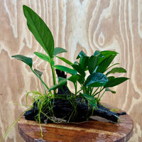 Pisces Enterprises One Only Nano Rainforest Driftwood Creation - One Only - Awesome Nano Rainforest Driftwood Creation - One Only - Awesome