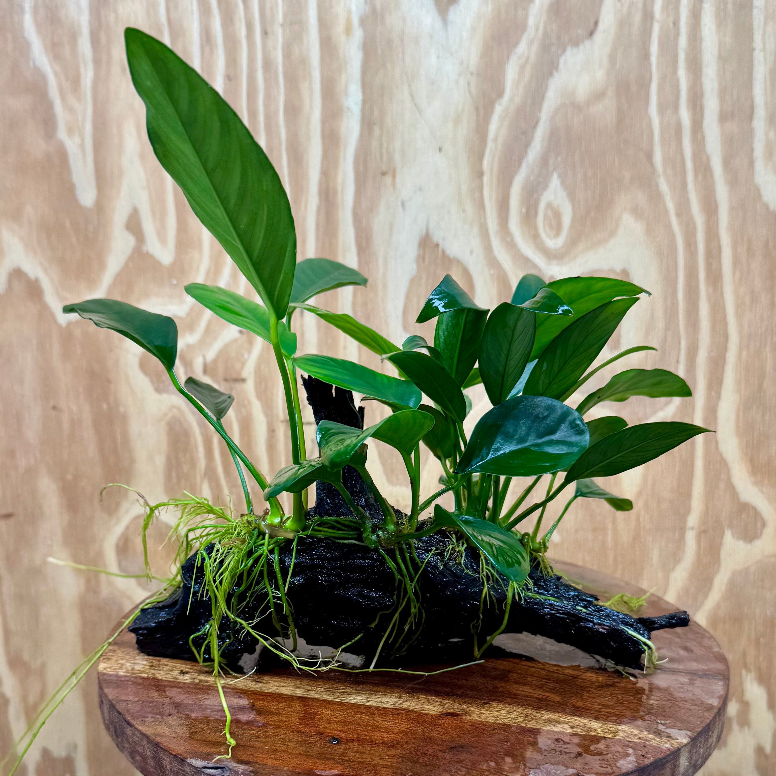 Pisces Enterprises One Only Nano Rainforest Driftwood Creation - One Only - Awesome Nano Rainforest Driftwood Creation - One Only - Awesome