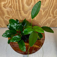 Pisces Enterprises One Only Nano Rainforest Driftwood Creation - One Only - Awesome Nano Rainforest Driftwood Creation - One Only - Awesome