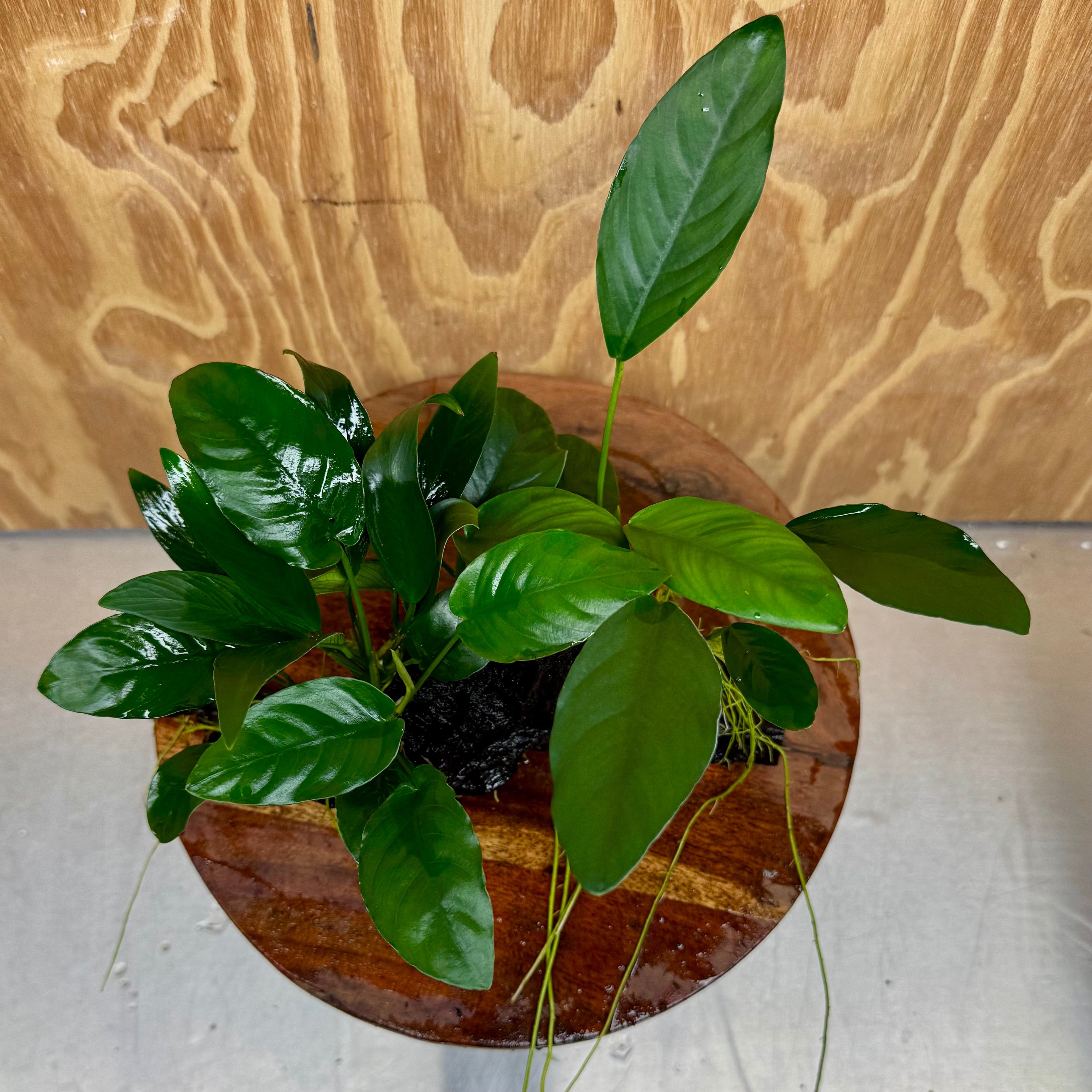 Pisces Enterprises One Only Nano Rainforest Driftwood Creation - One Only - Awesome Nano Rainforest Driftwood Creation - One Only - Awesome