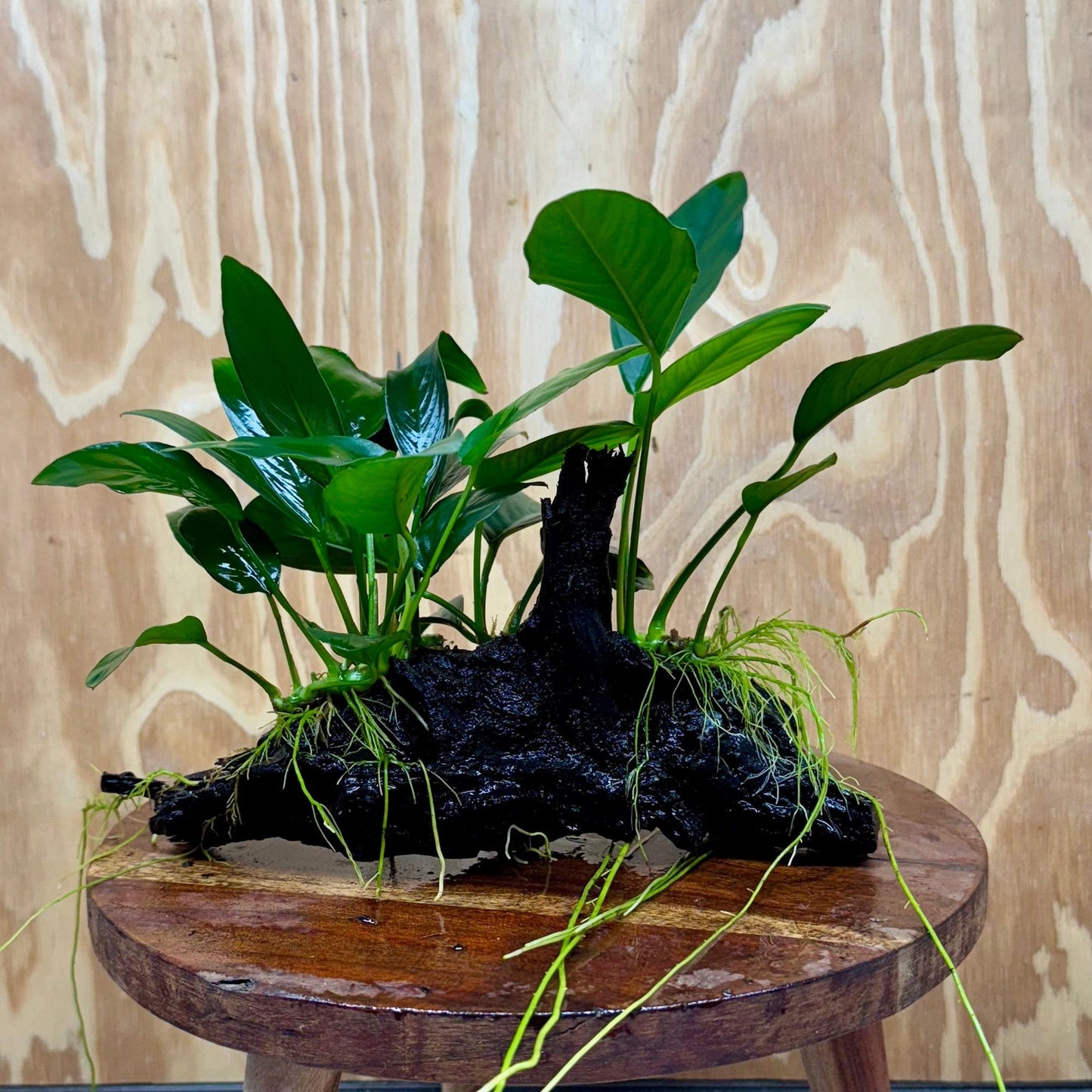 Pisces Enterprises One Only Nano Rainforest Driftwood Creation - One Only - Awesome Nano Rainforest Driftwood Creation - One Only - Awesome