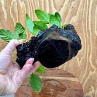 Pisces Enterprises One Only Nano Rainforest Driftwood Creation - One Only - Awesome Nano Rainforest Driftwood Creation - One Only - Awesome