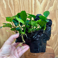 Pisces Enterprises One Only Nano Rainforest Driftwood Creation - One Only - Awesome Nano Rainforest Driftwood Creation - One Only - Awesome