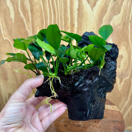 Pisces Enterprises One Only Nano Rainforest Driftwood Creation - One Only - Awesome Nano Rainforest Driftwood Creation - One Only - Awesome