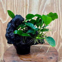 Pisces Enterprises One Only Nano Rainforest Driftwood Creation - One Only - Awesome Nano Rainforest Driftwood Creation - One Only - Awesome