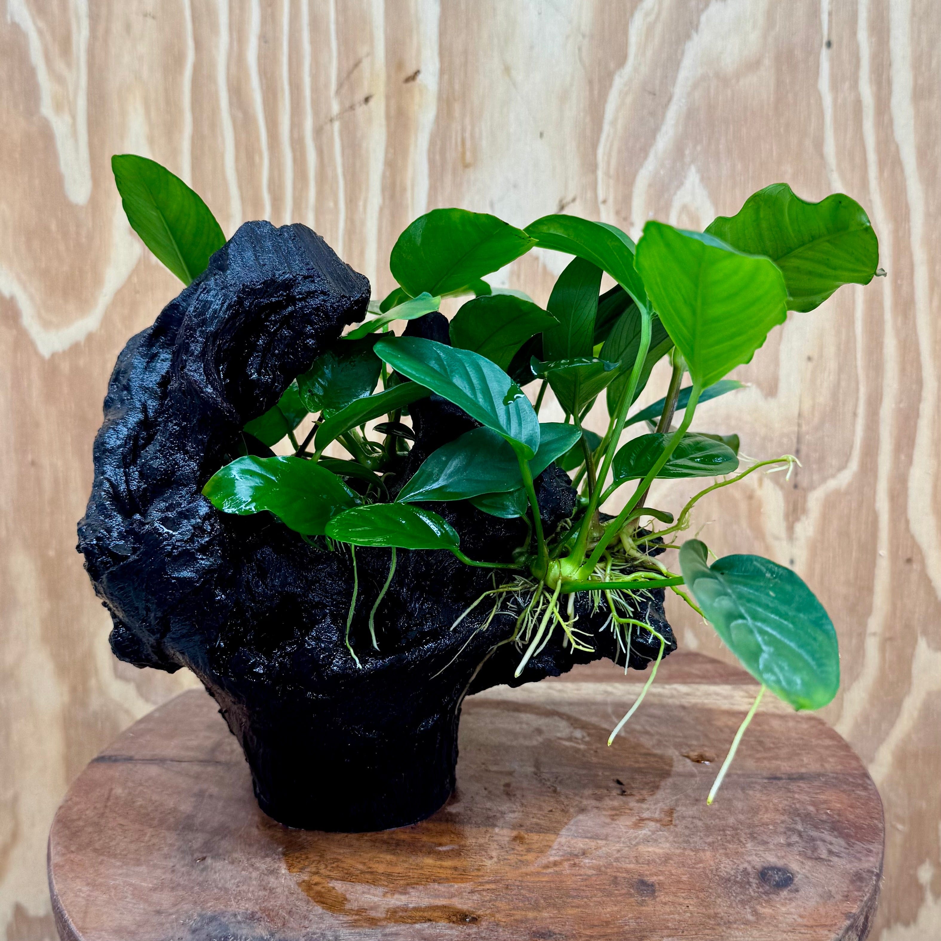 Pisces Enterprises One Only Nano Rainforest Driftwood Creation - One Only - Awesome Nano Rainforest Driftwood Creation - One Only - Awesome