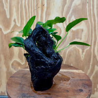 Pisces Enterprises One Only Nano Rainforest Driftwood Creation - One Only - Awesome Nano Rainforest Driftwood Creation - One Only - Awesome