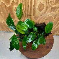 Pisces Enterprises One Only Nano Rainforest Driftwood Creation - One Only - Awesome Nano Rainforest Driftwood Creation - One Only - Awesome