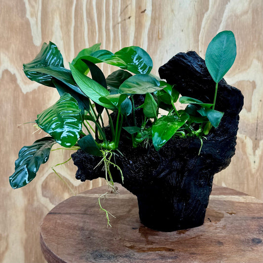 Pisces Enterprises One Only Nano Rainforest Driftwood Creation - One Only - Awesome Nano Rainforest Driftwood Creation - One Only - Awesome