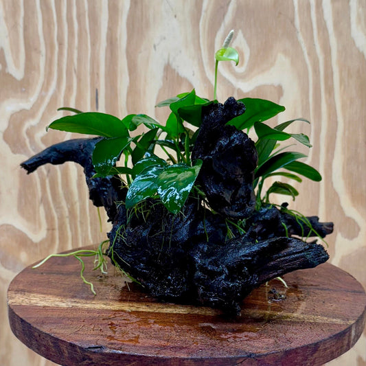 Pisces Enterprises One Only Nano Rainforest Driftwood Creation - One Only - Beautiful Nano Rainforest Driftwood Creation - One Only - Beautiful
