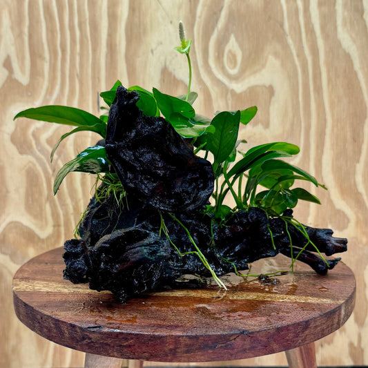 Pisces Enterprises One Only Nano Rainforest Driftwood Creation - One Only - Beautiful Nano Rainforest Driftwood Creation - One Only - Beautiful