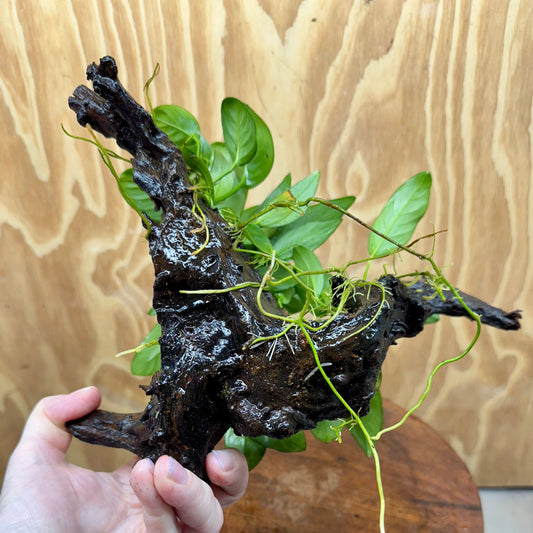 Pisces Enterprises One Only Nano Rainforest Driftwood Creation - One Only - Beautiful Nano Rainforest Driftwood Creation - One Only - Beautiful