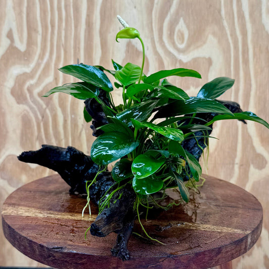 Pisces Enterprises One Only Nano Rainforest Driftwood Creation - One Only - Beautiful Nano Rainforest Driftwood Creation - One Only - Beautiful