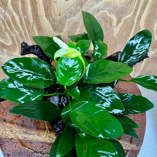 Pisces Enterprises One Only Nano Rainforest Driftwood Creation - One Only - Beautiful Nano Rainforest Driftwood Creation - One Only - Beautiful