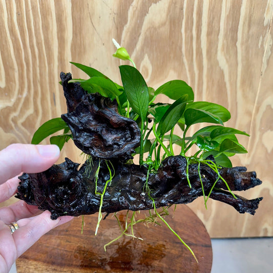 Pisces Enterprises One Only Nano Rainforest Driftwood Creation - One Only - Beautiful Nano Rainforest Driftwood Creation - One Only - Beautiful