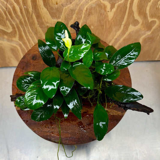 Pisces Enterprises One Only Nano Rainforest Driftwood Creation - One Only - Beautiful Nano Rainforest Driftwood Creation - One Only - Beautiful