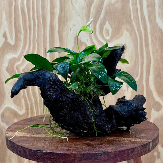 Pisces Enterprises One Only Nano Rainforest Driftwood Creation - One Only - Beautiful Nano Rainforest Driftwood Creation - One Only - Beautiful