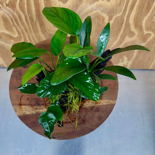 Pisces Enterprises One Only Nano Rainforest Driftwood Creation - One Only - Beautiful Nano Rainforest Driftwood Creation - One Only - Beautiful