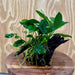 Pisces Enterprises One Only Nano Rainforest Driftwood Creation - One Only - Beautiful Nano Rainforest Driftwood Creation - One Only - Beautiful