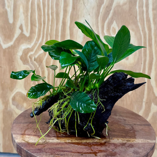 Pisces Enterprises One Only Nano Rainforest Driftwood Creation - One Only - Beautiful Nano Rainforest Driftwood Creation - One Only - Beautiful