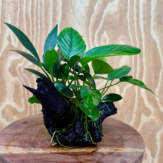 Pisces Enterprises One Only Nano Rainforest Driftwood Creation - One Only - Beautiful Nano Rainforest Driftwood Creation - One Only - Beautiful