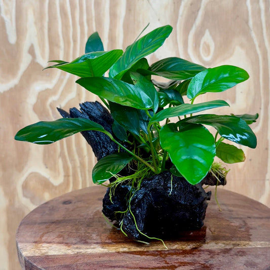 Pisces Enterprises One Only Nano Rainforest Driftwood Creation - One Only - Beautiful Nano Rainforest Driftwood Creation - One Only - Beautiful