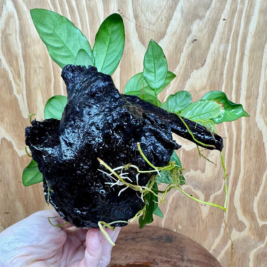 Pisces Enterprises One Only Nano Rainforest Driftwood Creation - One Only - Beautiful Nano Rainforest Driftwood Creation - One Only - Beautiful