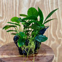 Pisces Enterprises One Only Nano Rainforest Driftwood Creation - One Only - Beautiful Nano Rainforest Driftwood Creation - One Only - Beautiful